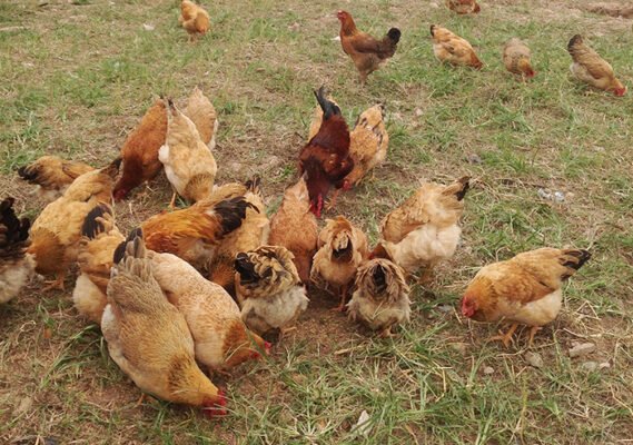 Đối với thịt gà ta thả vườn hiện nay, giá bán khá cao, từ 90.000 – 110.000 đồng/kg, tùy từng giống gà.