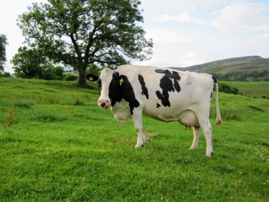 bò Holstein