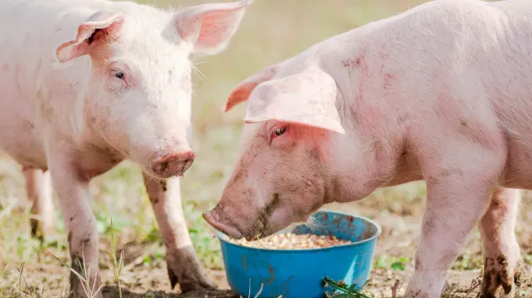 thức ăn chăn nuôi Thức ăn chăn nuôi