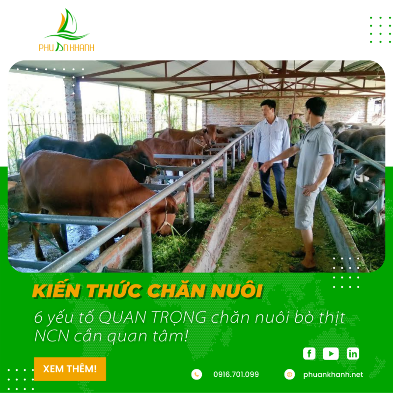 chăn nuôi bò thịt