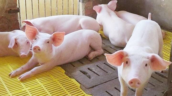 Chi phí thức ăn chăn nuôi tăng trong khi giá lợn hơi đang ở mức thấp.