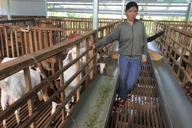 Chị Nguyễn Thị Huệ bên trang trại chăn nuôi dê giống Nam Phi