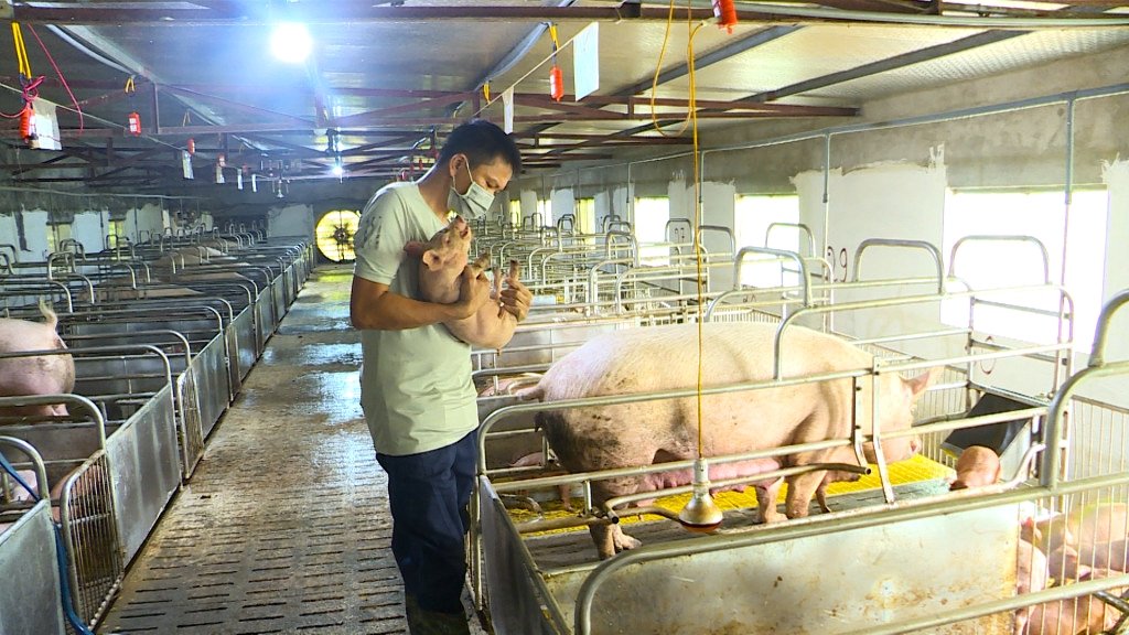 Đàn lợn của hộ anh Nguyễn Văn Duy (thôn Tân Thành, xã Việt Dân, TX Đông Triều) được kiểm tra sức khỏe trước khi tiêm.