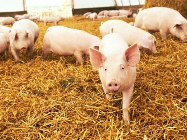 Các trang trại lợn nói riêng là nguyên nhân lây lan MRSA