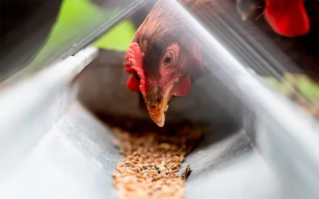 tầm quan trọng của cám mì trong chăn nuôi