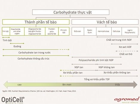 chất xơ