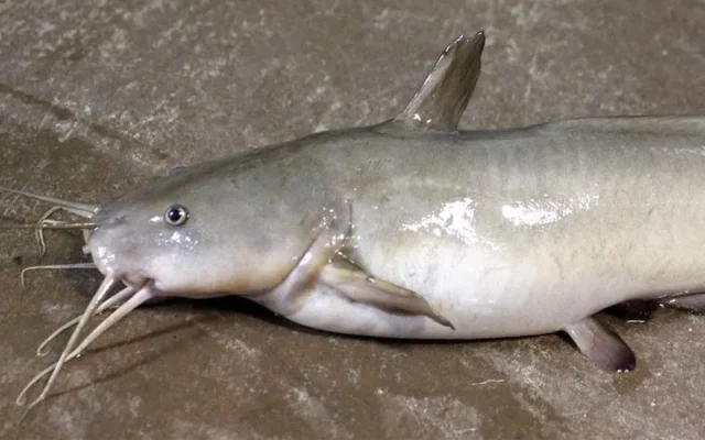 dinh dưỡng cho cá da trơn