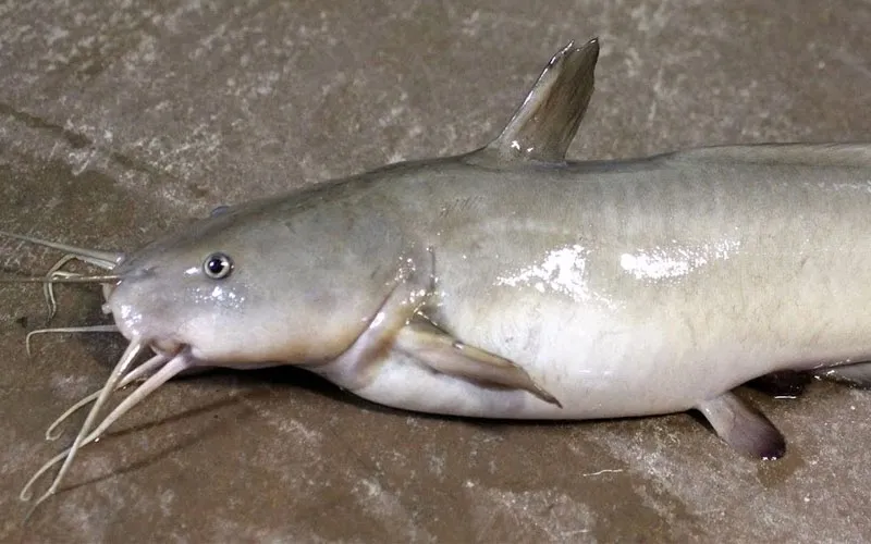 dinh dưỡng cho cá da trơn