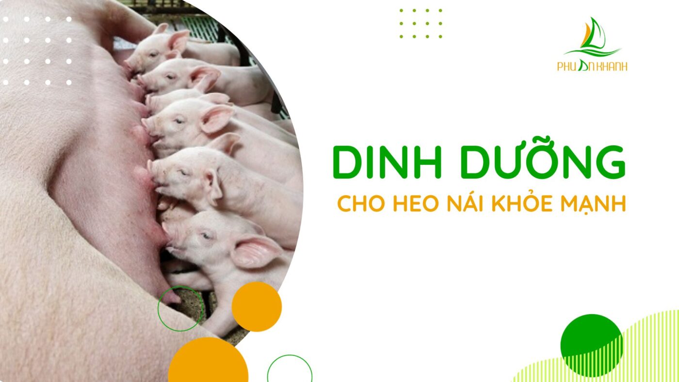 dinh dưỡng cho heo nái
