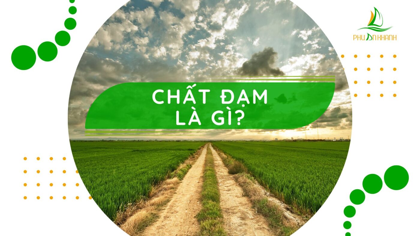 chất đạm là gì