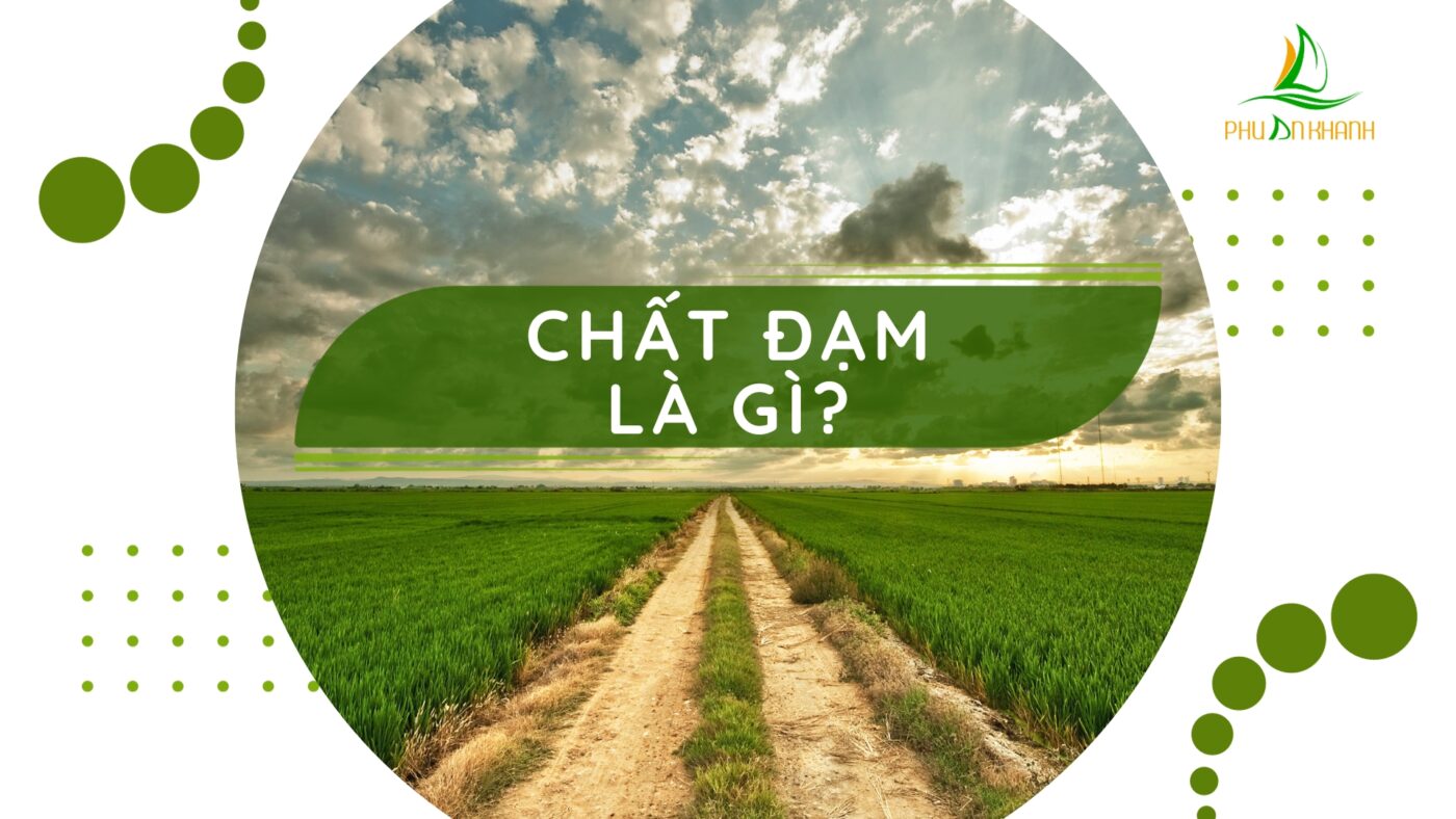 PHÚ AN KHÁNH – ĐƠN VỊ PHÂN PHỐI NÔNG SẢN VÀ ĐẠM THỨC ĂN CHĂN NUÔI
