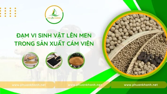 đạm vi sinh vật lên men