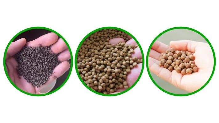 thức ăn cho cá rô phi