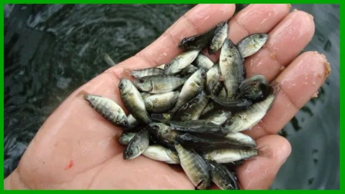 thức ăn cho cá rô phi