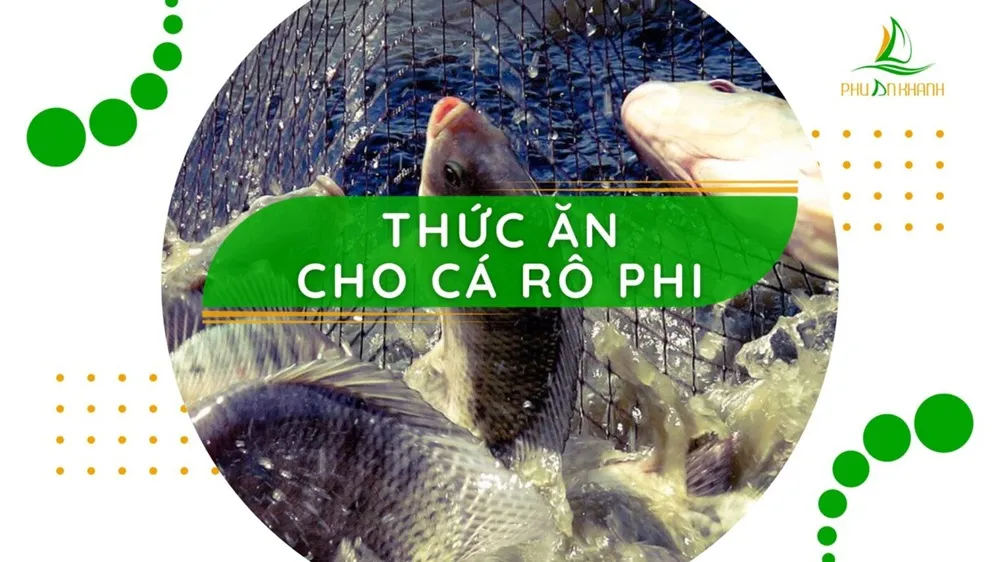 thức ăn cho cá rô phi