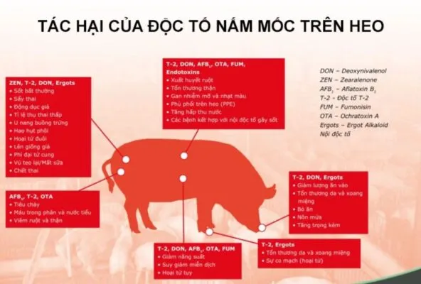 độc tố nấm mốc