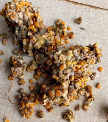 độc tố nấm mốc