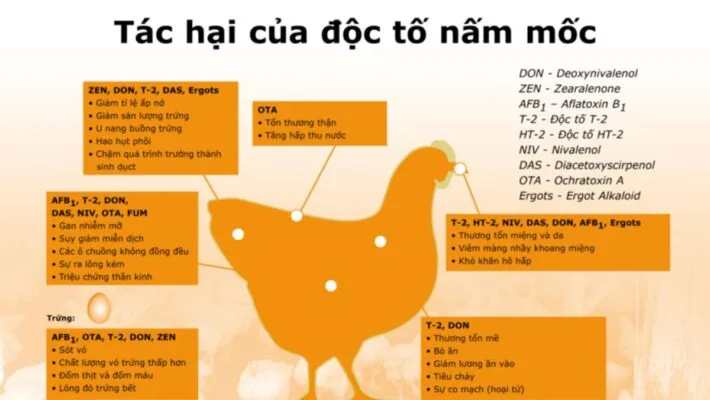 độc tố nấm mốc