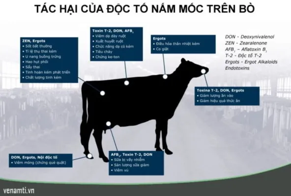 độc tố nấm mốc