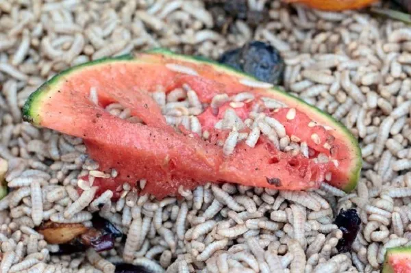 thức ăn cho ruồi lính đen