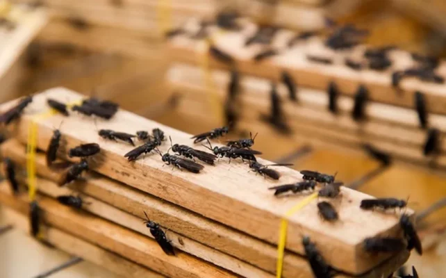 thức ăn cho ruồi lính đen