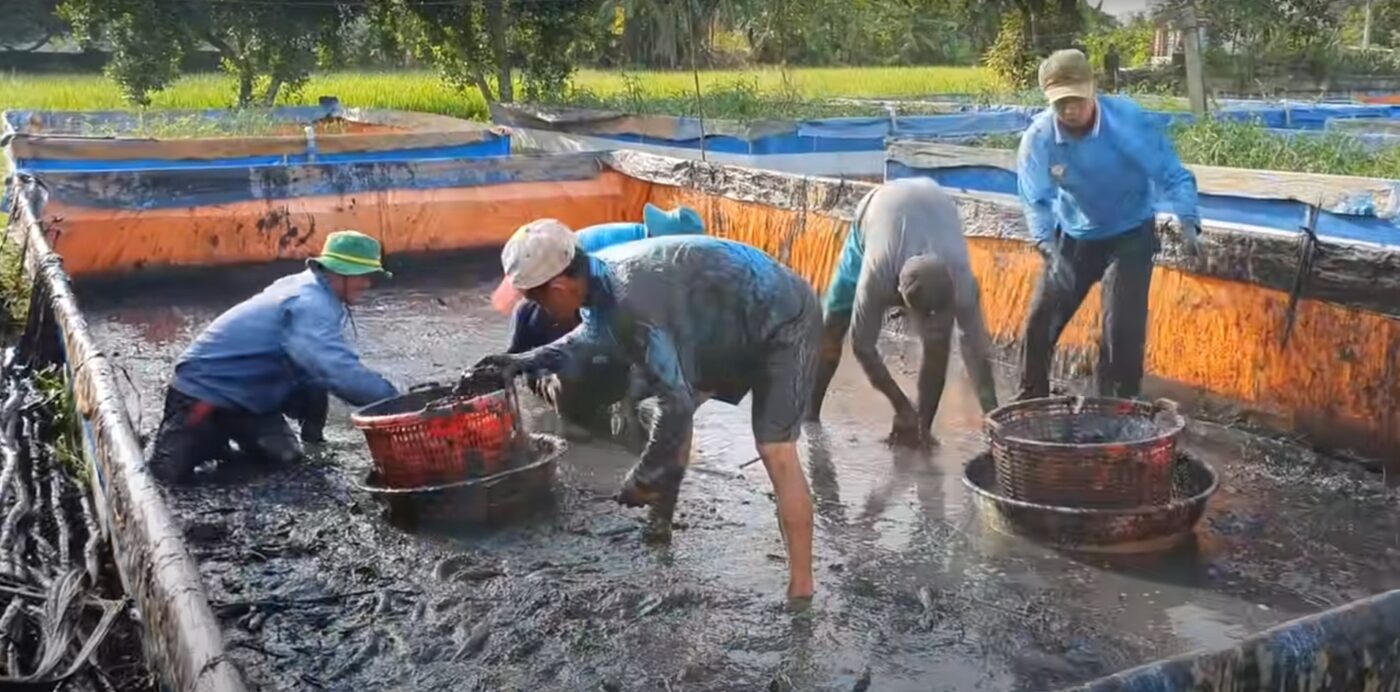 PHÚ AN KHÁNH – ĐƠN VỊ PHÂN PHỐI NÔNG SẢN VÀ ĐẠM THỨC ĂN CHĂN NUÔI
