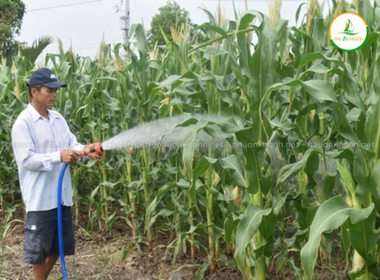 Từ trồng bắp hay các loại cây thực phẩm khác giúp tiết kiệm chi phí thức ăn chăn nuôi