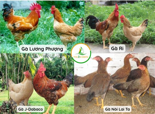 Các giống gà ít tiêu tốn thức ăn