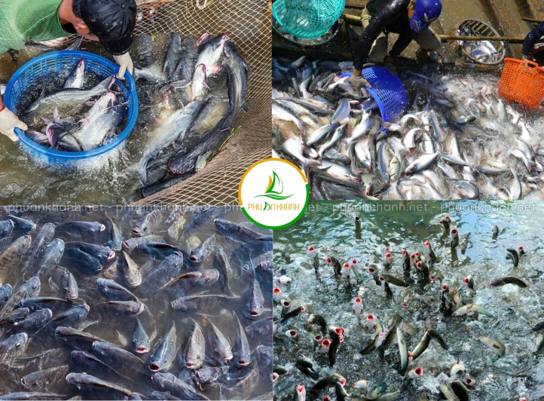 giảm chi phí thức ăn cho cá