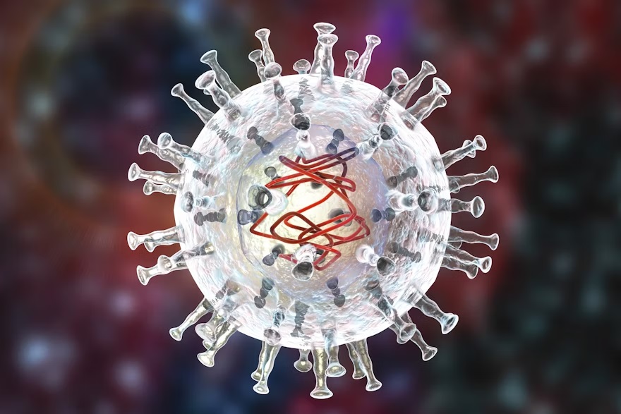 Virus dịch tả lợn châu phi ASF