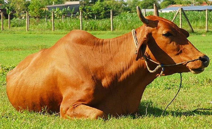 Protein dư thừa gây hại nhiều hơn ở động vật nhai lại