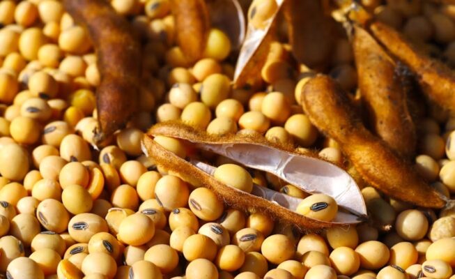 Đậu nành biến đổi gen được phê duyệt tại EU cho thức ăn và thực phẩm