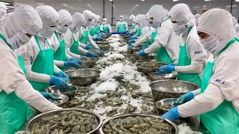 Ngành tôm Việt tăng trưởng giữa “cơn bão” thuế quan tại Mỹ