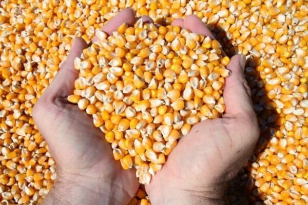 Argentina là thị trường lớn nhất cung cấp ngô cho Việt Nam trong 7 tháng đầu năm 2025. Ảnh: Trung Nguyên.