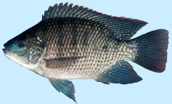 cá rô phi