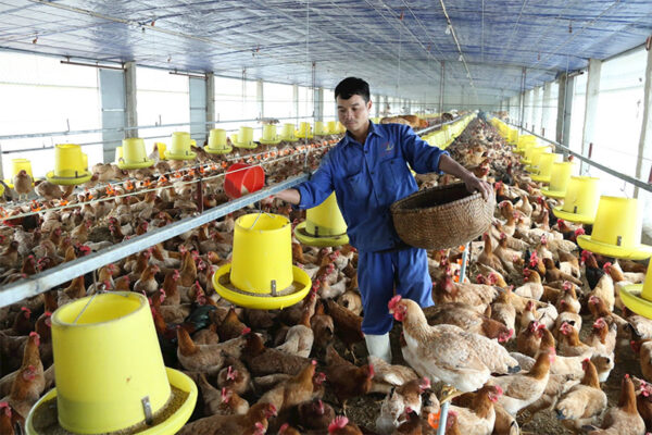 Thị trường gia cầm: Cơ hội và thách thức chặng cuối năm 2025