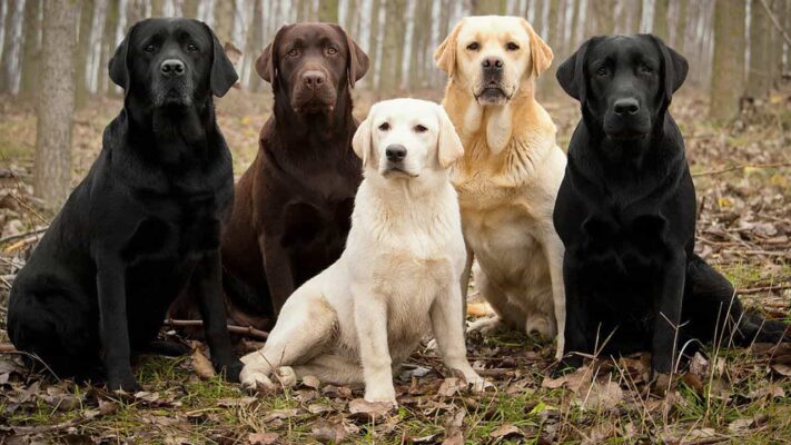 Nghiên cứu: Khi bữa ăn của chó cũng ảnh hưởng đến khí hậu Labrador Retriever
