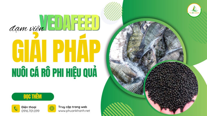 Giải Pháp Nuôi Cá Rô Phi Hiệu Quả - Vedafeed Dạng Viên