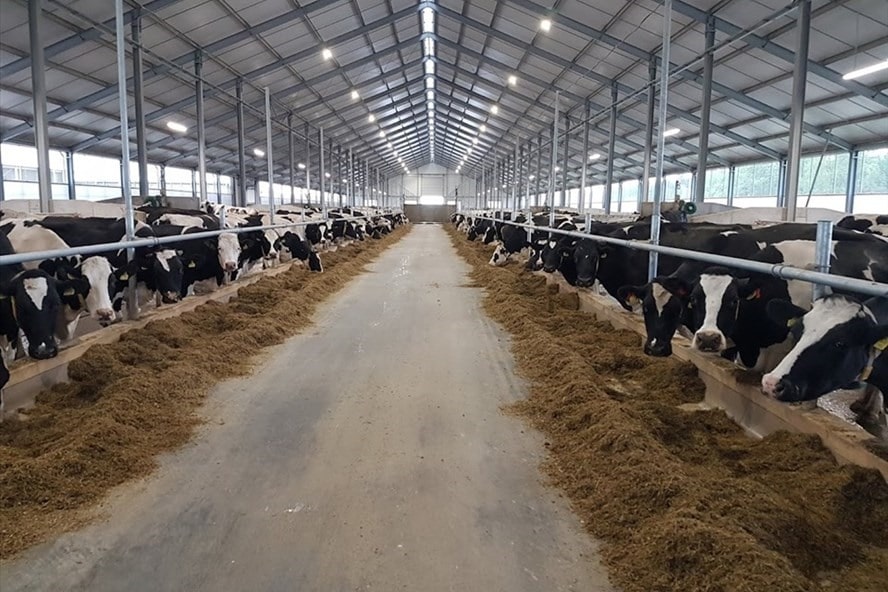 biến phân chuồng thành thức ăn chăn nuôi