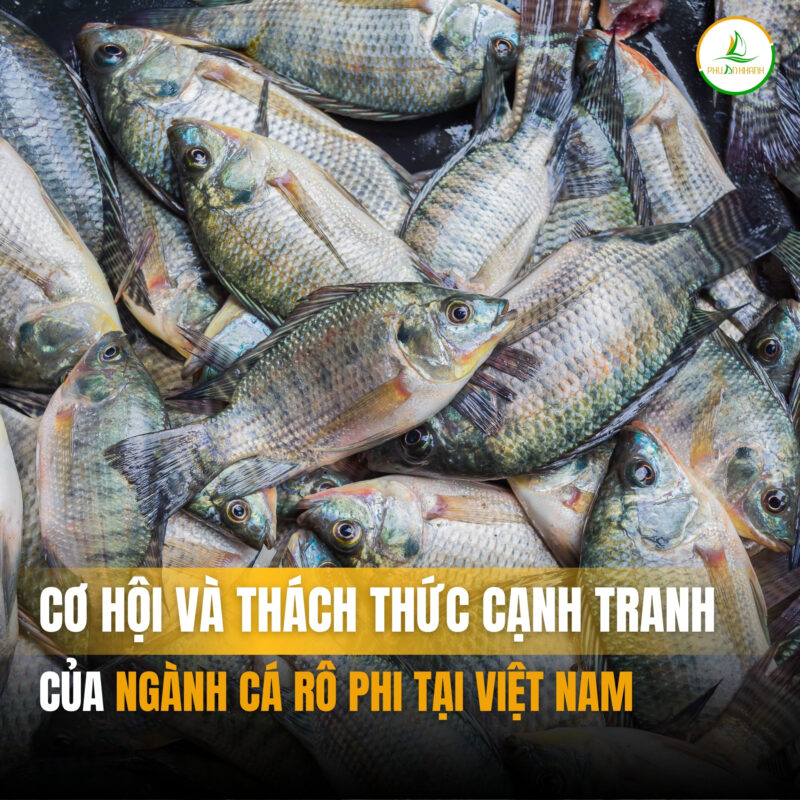 cá rô phi