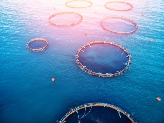 Ngành nuôi trồng thủy sản toàn cầu trước nguy cơ sụt giảm 35% sản lượng do biến đổi khí hậu