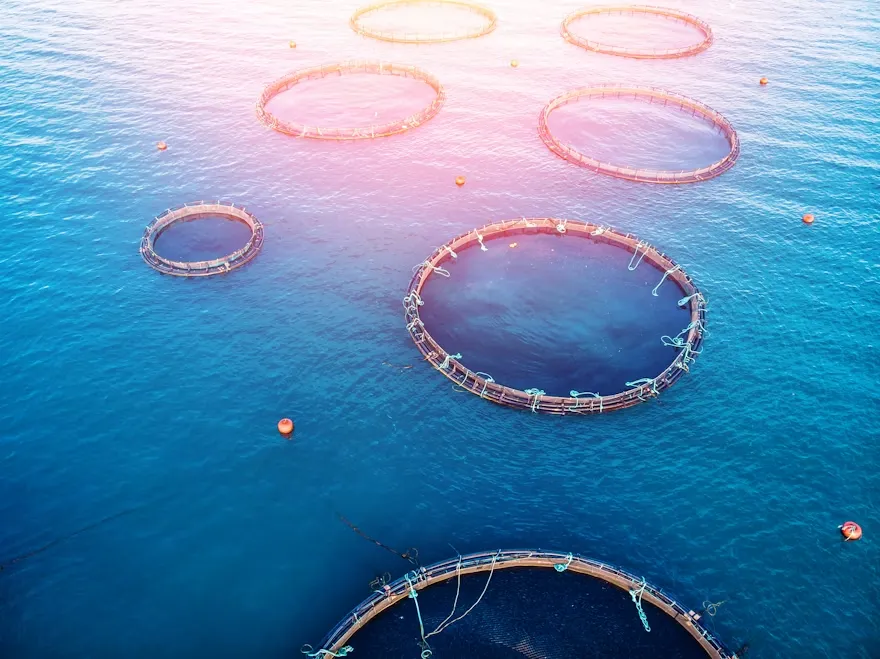 Ngành nuôi trồng thủy sản toàn cầu trước nguy cơ sụt giảm 35% sản lượng do biến đổi khí hậu