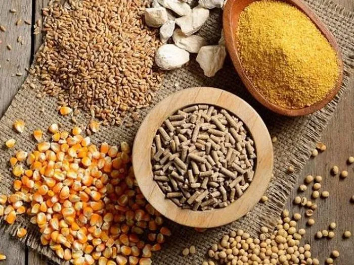 xuất khẩu thức ăn gia súc