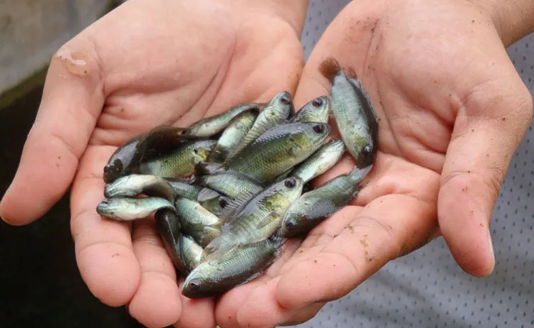 Việt Nam tiên phong xây dựng chuỗi giá trị cá rô phi bền vững