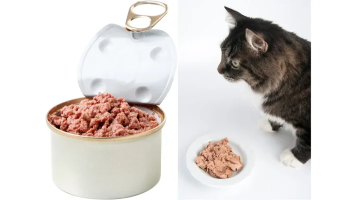 thức ăn thú cưng thức ăn thú cưng