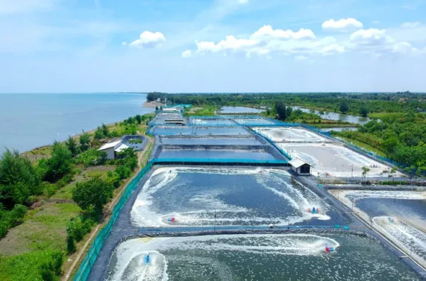 Thách thức của ngành tôm Việt hiện nay
