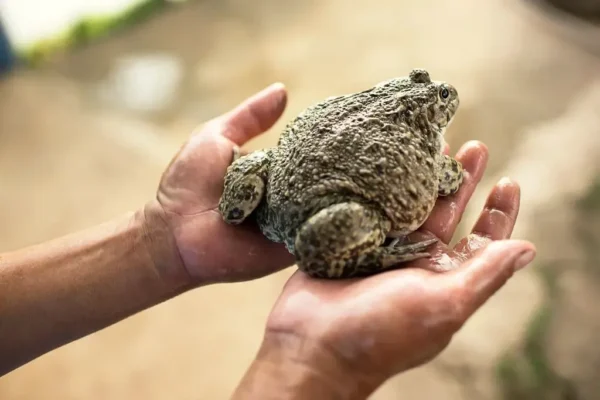 Lý giải nguyên nhân ếch ăn nhiều nhưng chậm lớn